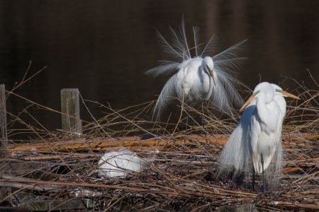 Witte mannetjes reiger toont zichzelf